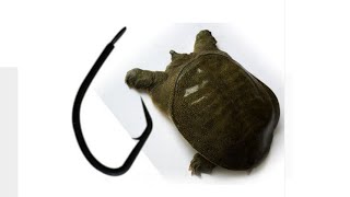 Ссылка