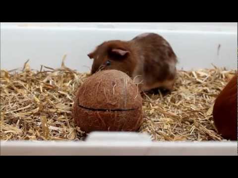 comment soigner un cochon d'inde qui a la gale