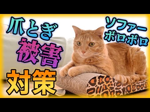 猫がソファを引っ掻くのを防ぐ解決策