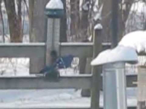 blue Jays at the feeder