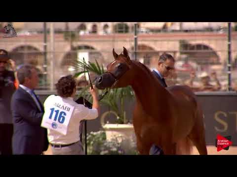 N.116 HAGRAS AL SHAQAB - Menton 2018 - 2 Years Old Colts (Class 7)