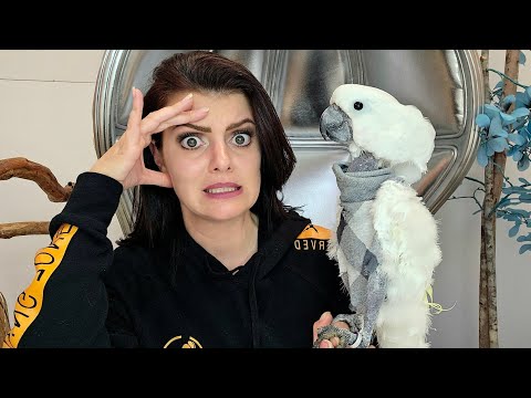 Reasons Why You Don't Want A Cockatoo! 🚫 LIVE with Marlene & Jersey the Cockatoo"?