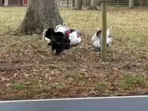 Goofy Turkey Images