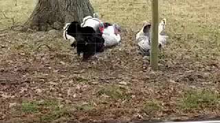 Hilarious Turkey Video!!