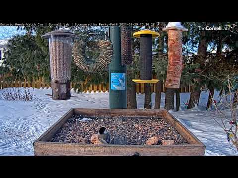 Black-capped Chickadees and Red-breasted Nuthatches Grab And Go At Ontario Feeders – Jan. 29, 2021
