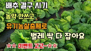 배추결구시기 농약 안쓰고 유기농살충제로 벌레 싹 다 잡아요 친환경살충제 영양제 이벤트합니다