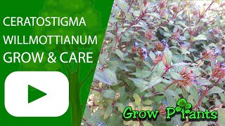 Ceratostigma willmottianum – grow & care (Flowering hedge)