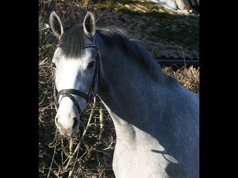 2015 great jumper / hunter gelding by CRISTALLO 16.1 hh www.sporthorses-online.com