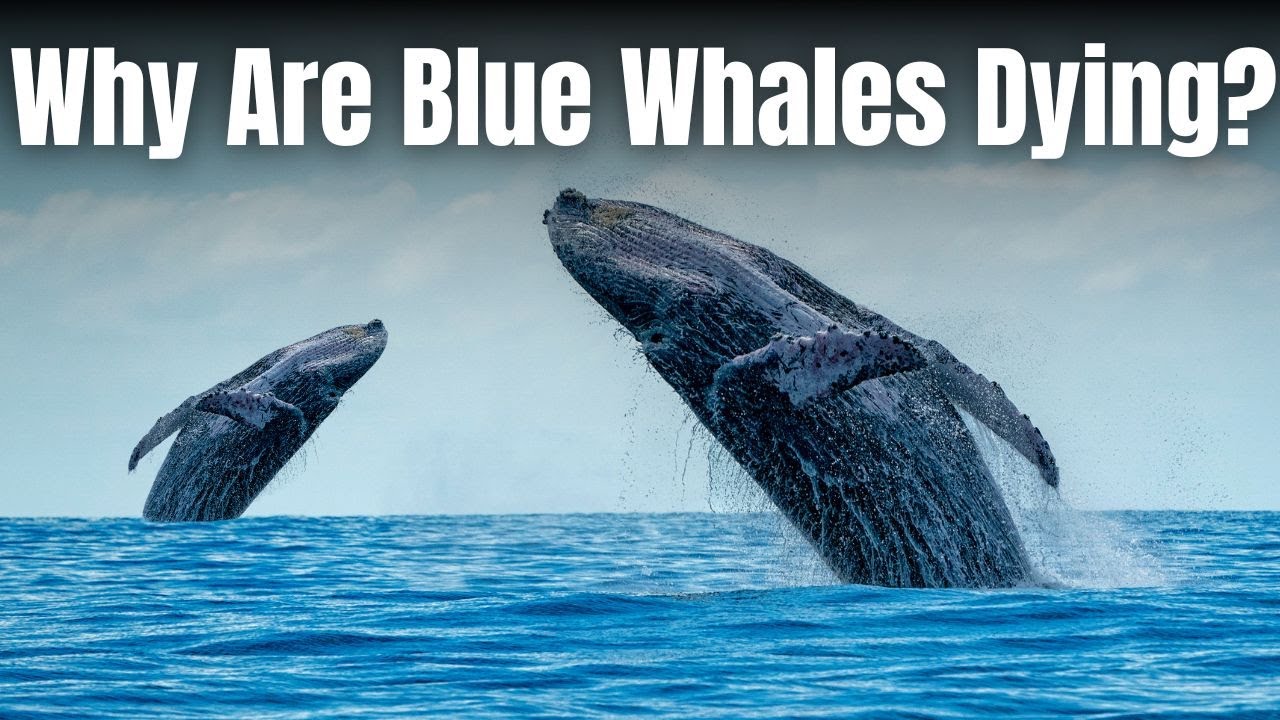 The Truth About Blue Whales – Why Are They Disappearing?