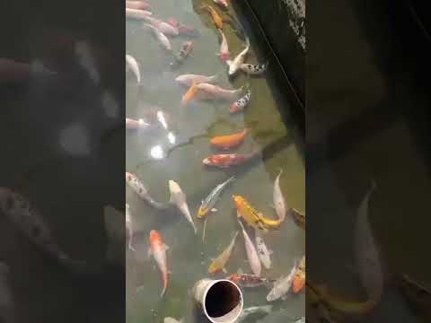 piscicultura Bianco Paicandu PR