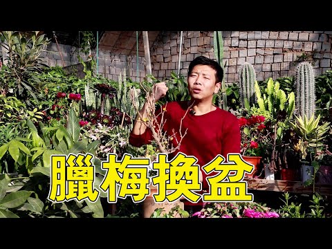 臘梅盆栽