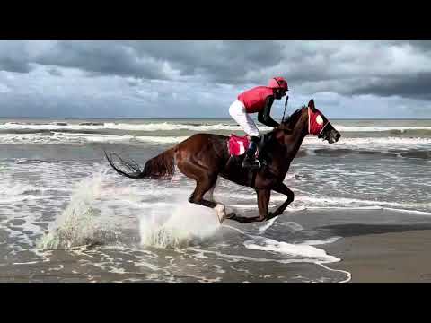 Gara me kuaj në Darzezë, Fier