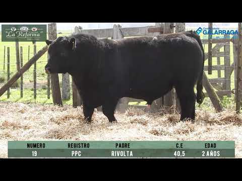 TORO PPC 19 - Cabaña La Reforma - Remate sábado 3/10  - Ayacucho