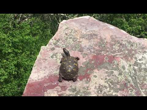 Ep11 P1: Dismal Falls to Devils Backbone Brewery: MN Hikings - Thru Hike of the AT 2019