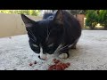 Cute Hungry Tuxedo Cat Is Eating Some Dry Food