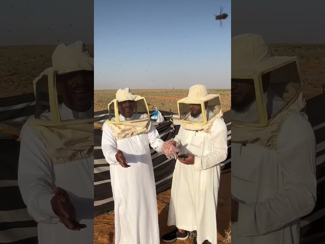 عسل ربيع الخزامى والحماط  من نفود عذفاء