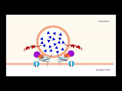 Synaptic Vesicle Release