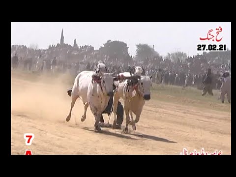 Bull Racing fateh jang 27-2-21 no 7   Bulbale pakistan te jogi