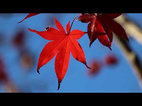 Jamshied Sharifi - A Prayer for the Soul of Layla