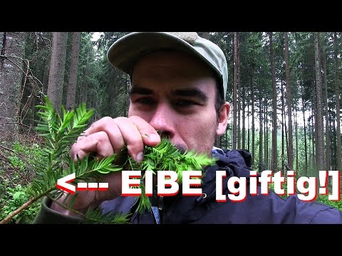 Die giftige EIBE - Bäume im Vergleich (Nahaufnahmen!!) EIBE, TANNE & FICHTE