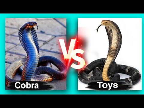 RC Fastest Naja Black King Cobra Unboxing & Testing - Chatpat toy tv