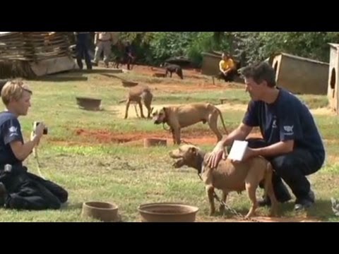 367 dogs rescued in massive dogfighting bust