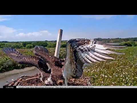 Sibling Tug O War! Osprey Cam - Highlights