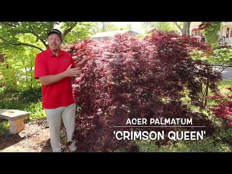 Comparing Weeping Red Laceleafs: Crimson Queen, Tamukeyama, & Inaba shidare - JAPANESE MAPLE