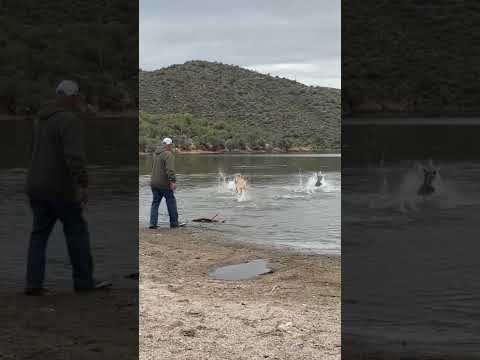 2nd YouTube video about how fast can a dog drown