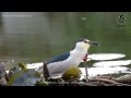 Black-crowned night heron (Nycticorax nycticorax ...