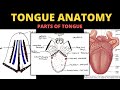 Tongue Anatomy | Parts of Tongue | Head & Neck