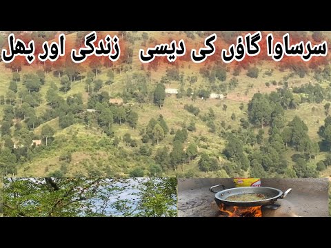 Country life and fruits of Sarasava village. Desi village life #danyalkhalid