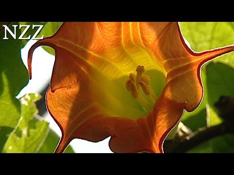 Adenokarzinom der Prostata Folgen Chronische Prostatitis Forschungsmethoden