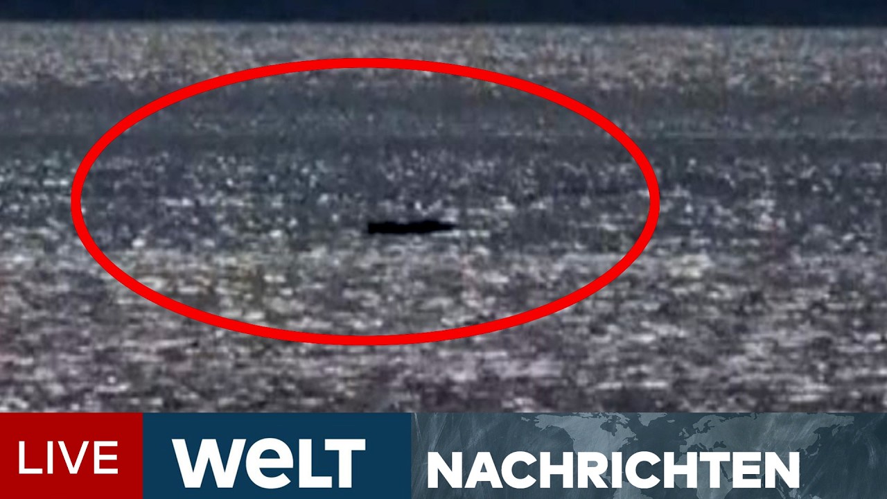 DRAMA UM WAL TIMMY: Vor Poel - Der Buckelwal hat sich befreit und schwimmt | WELT LIVESTREAM