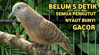 Download lagu Perkutut Lokal Gacor Suara Besar Pancingan Burung Perkutut Agar Cepat Bunyi (99% AMPUH) mp3 Download lagu Perkutut Lokal Gacor Suara Besar Pancingan Burung Perkutut Agar Cepat Bunyi (99% AMPUH) mp3