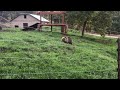 Grizzly Bear Cub At Wildlife Safari