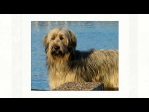 Briard  Temperament