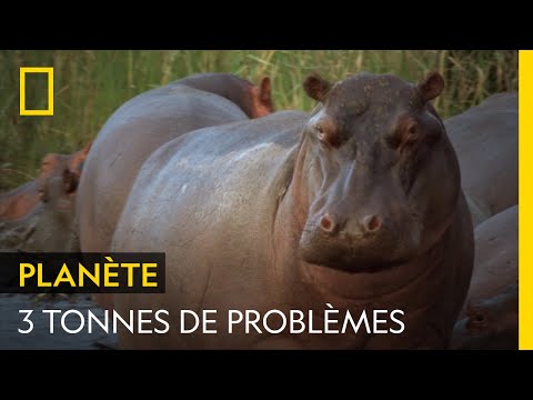 L'hippopotame, un pachyderme source de nombreux problèmes en Colombie