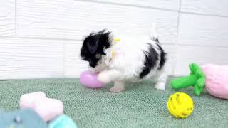 ハーフ犬の動画01