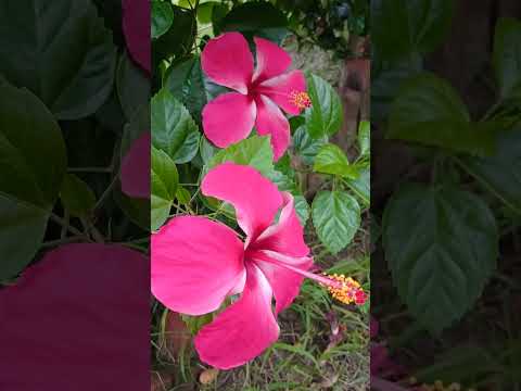 Pink Hybrid Hibiscus|#shorts |#plantlover #AsheeshGarden