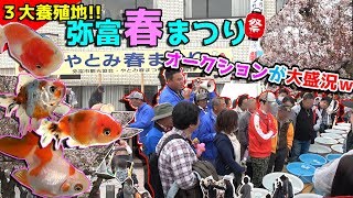 【実況】白熱の金魚オークションが楽しいｗ弥富春祭り行ってみた!!