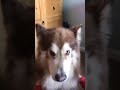 Animal Funny Video Whatsappstatus Shorts Reels Trending Viral Funnyshorts Animal Vivektune