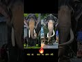 Ramaravanan തെച്ചിക്കോട്ടുകാവ് രാമചന്ദ്രൻ Ra