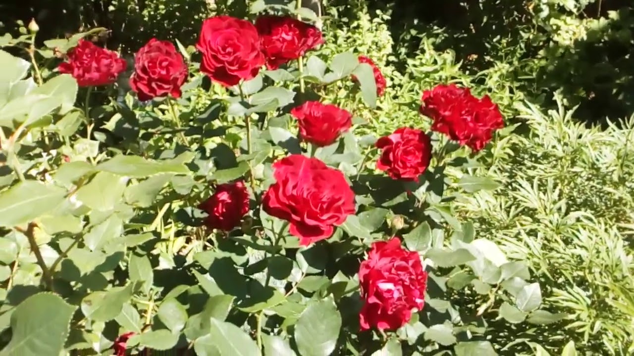 Роза флорибунда Hommege a Barbara Delbard 2004. #роза #Hommege #Barbara #розе6лет #мойсад #июль2020