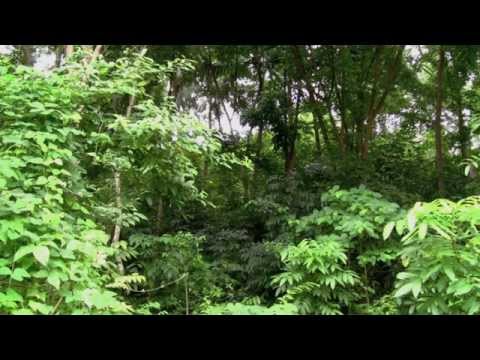 Dschungel-Geräusche