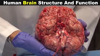 Human Brain Structure And Function (Urdu/Hindi)
