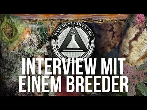 Cannabis Breeder Interview: Basement Chuckers über Genetiken, Züchten und Anbau