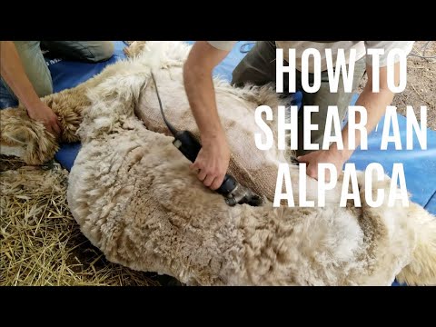 Shearing An Alpaca From Start To Finish