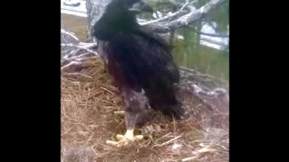 SWFLEagles~Foot Target, Grab &amp; Mantle, Casting Pellet, Stealing Lesson ~ 2-18-2015