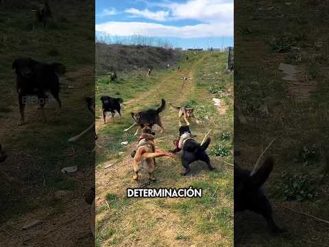 Dos Malinois enfrentaron a una jauría.